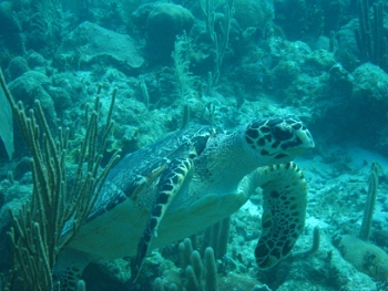 Diving in Belize